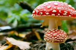 Aprenda a reconocer los hongos venenosos