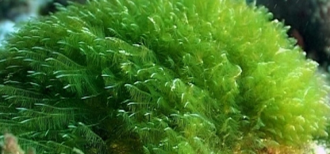 Espirulina, un alga que contiene más proteínas que la carne