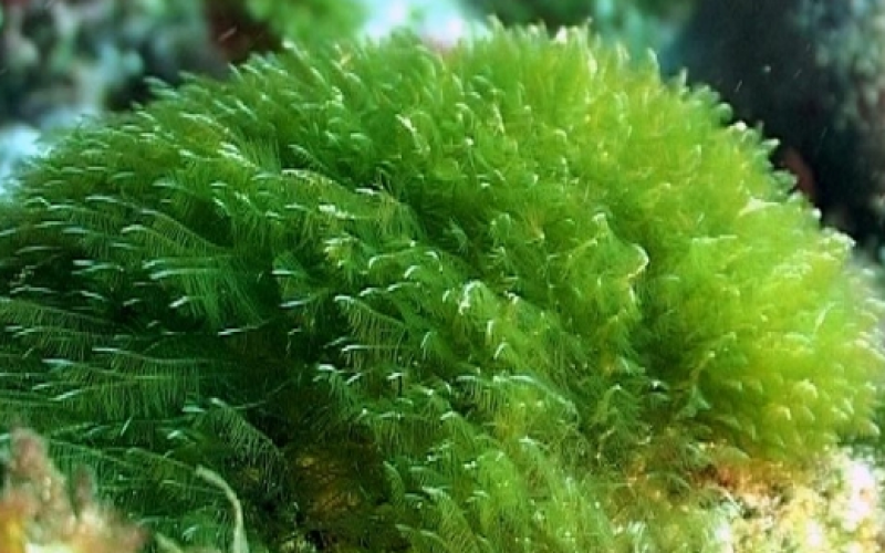 Espirulina, un alga que contiene más proteínas que la carne