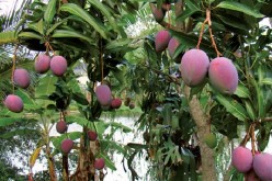 Conozca las popiedades adelgazantes del mango africano