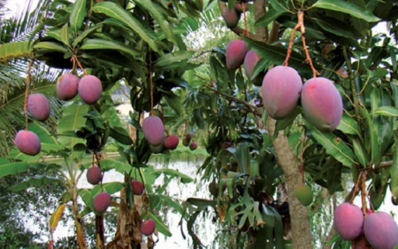 Conozca las popiedades adelgazantes del mango africano