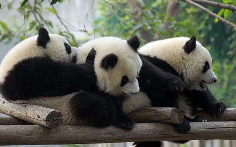 Trillizos panda nacen en un zoológico de China