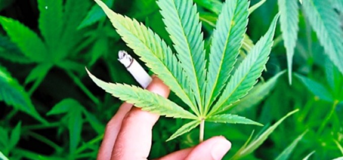 Sociedades científicas buscan evitar que se legalice el consumo recreativo de marihuana