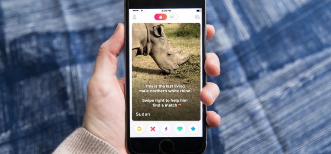 Rinoceronte busca pareja en Tinder