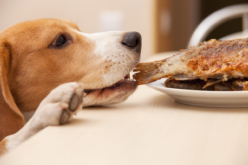 La importancia de cuidar la alimentación sana para las mascotas en Fiestas Patrias