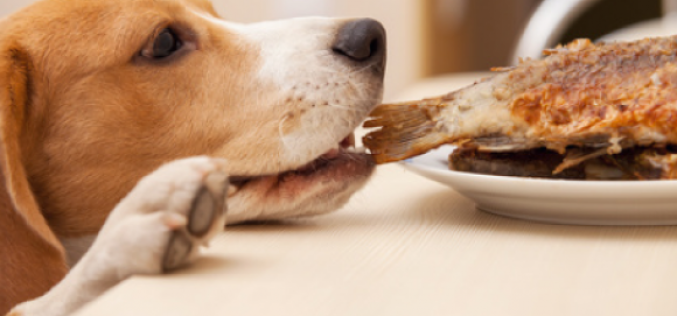 La importancia de cuidar la alimentación sana para las mascotas en Fiestas Patrias