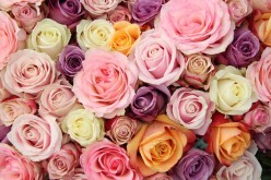 Festival de la Rosa: Arte, Jardinería, Diseño Y Decoración