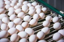 Cómo mantener los huevos frescos durante el verano