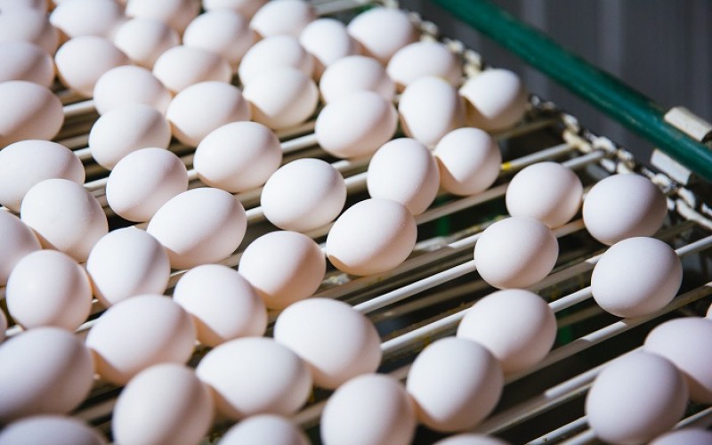 Cómo mantener los huevos frescos durante el verano