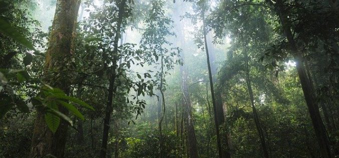 Hoy: Día mundial de bosques tropicales