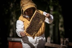 Apicultura Pewenche: al rescate de las tradiciones en la cosecha de miel