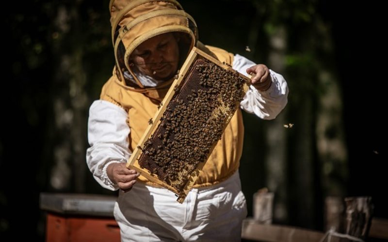 Apicultura Pewenche: al rescate de las tradiciones en la cosecha de miel