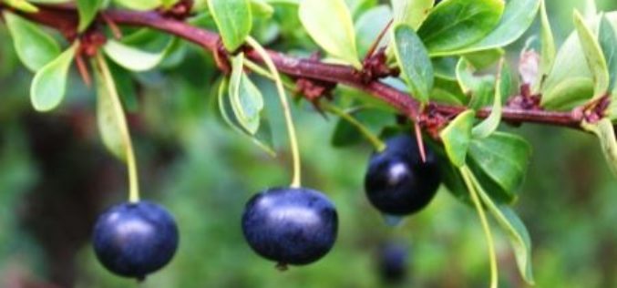 Investigadora nacional demuestra beneficios del calafate y otros berries para prevenir enfermedades