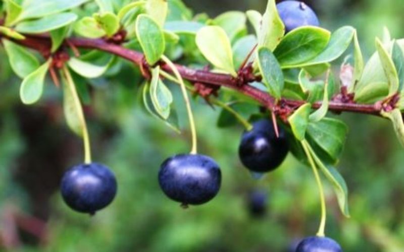 Investigadora nacional demuestra beneficios del calafate y otros berries para prevenir enfermedades
