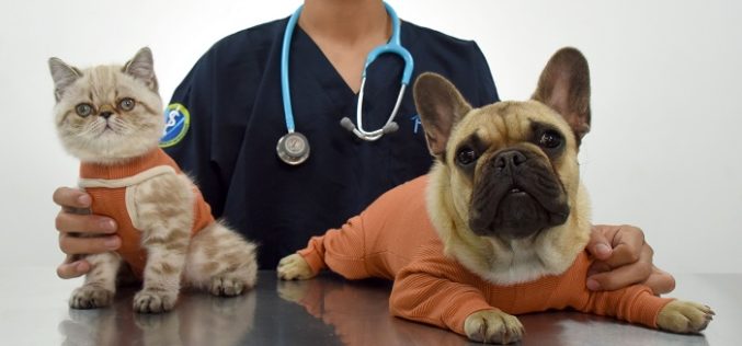Conoce la nueva ropa postquirúrgica para tus mascotas