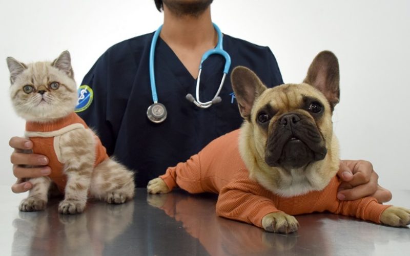 Conoce la nueva ropa postquirúrgica para tus mascotas