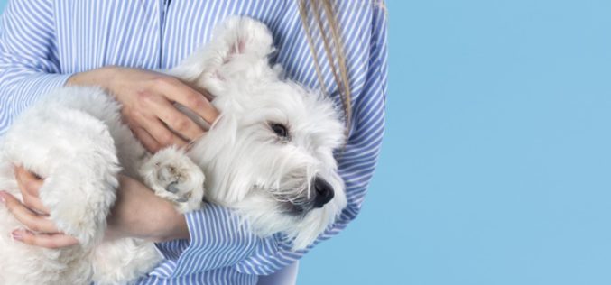 Vacunas en mascotas: todo lo que debes saber para protegerlos