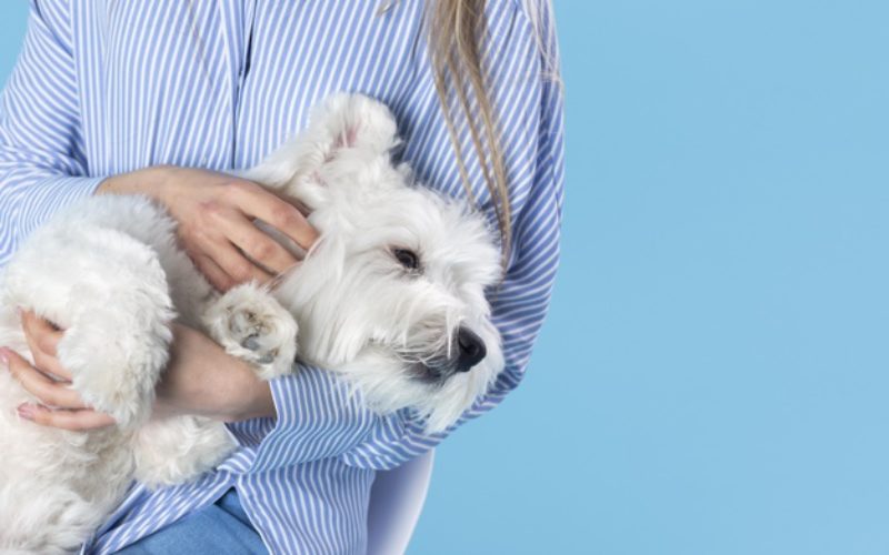 Vacunas en mascotas: todo lo que debes saber para protegerlos