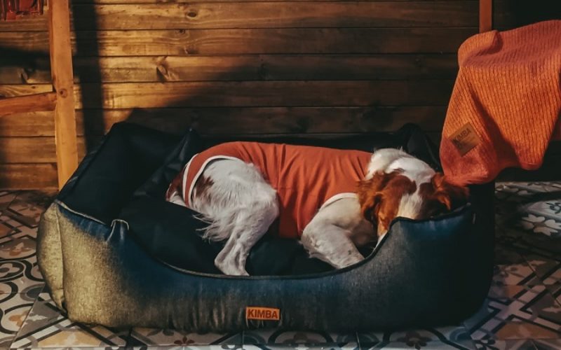 Consejos para elegir la cama ideal para tu perro
