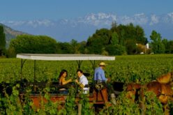Viñas de Colchagua celebran mes del vino con entretenidos tours y packs