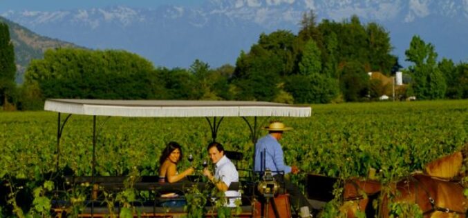 Viñas de Colchagua celebran mes del vino con entretenidos tours y packs