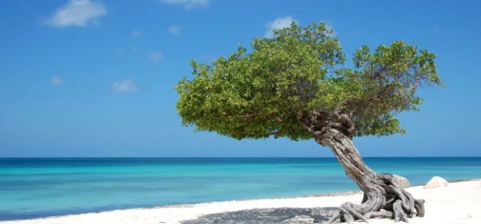 Eagle Beach, en Aruba es reconocida como playa número 1 del Caribe