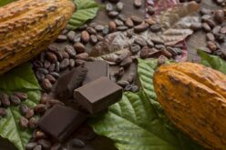 Todo lo que debes saber del cacao