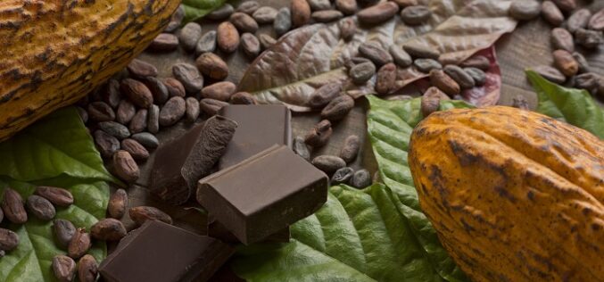 Todo lo que debes saber del cacao