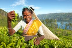 El té Ceylán de Siri Lanka, el favorito de los chilenos por más de 50 años