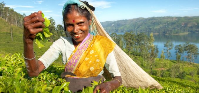 El té Ceylán de Siri Lanka, el favorito de los chilenos por más de 50 años