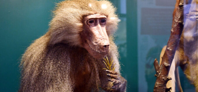 Los primates se toman el Museo Nacional de Historia Natural