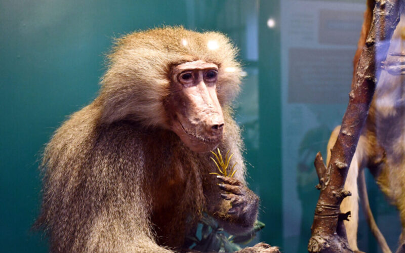 Los primates se toman el Museo Nacional de Historia Natural