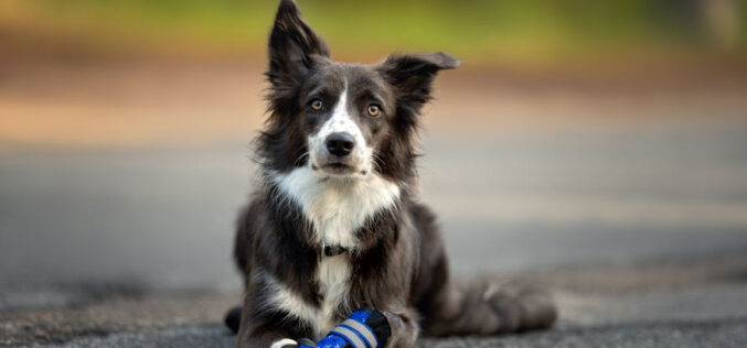 Zapatos de perros: veterinarios recomiendan su uso para días de calor