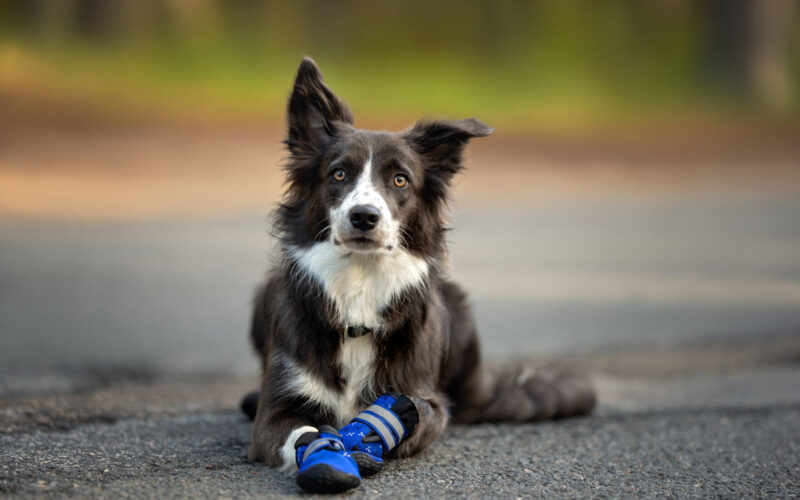 Zapatos de perros: veterinarios recomiendan su uso para días de calor