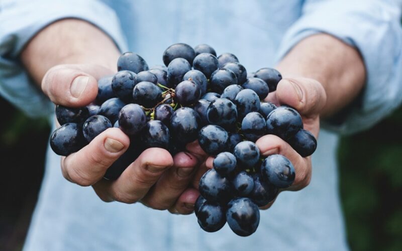 ¡Celebremos el Mes del Vino Chileno!: un homenaje a nuestra gran herencia vinícola